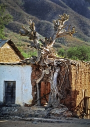 Rock Fig Alamos