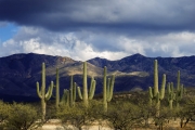 Saguaros Cucurpe