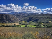 Tetuachi, Sonora, garlic fields