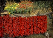 Red Chiles  Drying