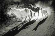 White horses Banamichi Sonora