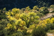 Embudo mountains cottonwoods fall