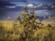 GrasslandLandscapeCholla Cactus