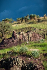 Landscapes SE AZ Yuccas Agaves Dasylirion