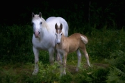 France Horses