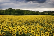 Sunflower Field France