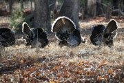 Wild Turkeys