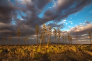 SE AZ Agaves