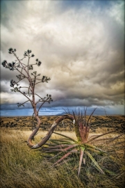 Agave palmeri with curved stalk