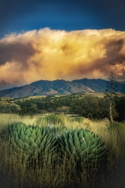 Huachuca agaves, muntains with clouda