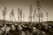Agaves Huachucensis Group Toned