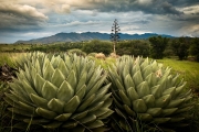 SE AZ Agaves