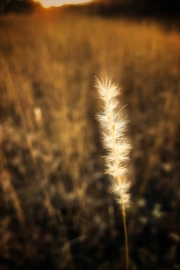 PlantsWildflowersAZ009