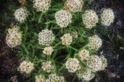 Antelope Horns Miilkweed