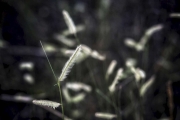 Grasslands Blue Gramma Imature