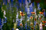 Wildflower Mix