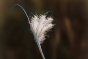 Grasslands Cane Beardgrass