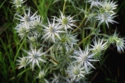 Wildflowers Eryngium