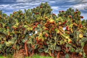 Nopales Tombstone