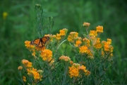 Monarch Asclepias tuberosa