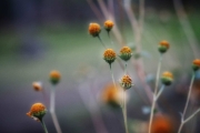 Wildflowers Southeastern Arizona Mystery