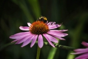 Echinacea