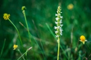 SE AZ Orchids