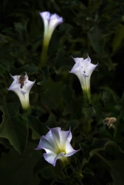 Minature Datura