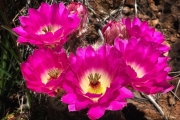 Rainblow cactus  flowers