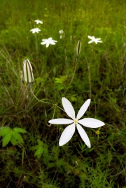 SE AZ Star Lilly