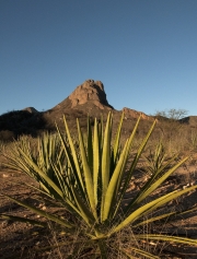 Agave Angustifolia Sonora
