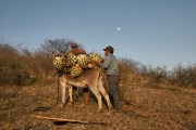 Roberto Contreras Agave Cabezas Burro