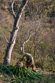 Agave Harvesting for Rancho Tepua Bacanora